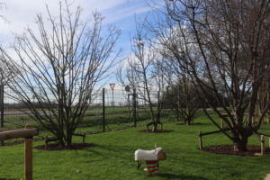 Ein Spielplatz mit einem Schaukelpferd auf grünem Gras. Im Hintergrund stehen Bäume und ein Zaun.