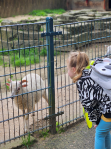 Ein Mädchen schaut ein Schaf durch einen Zaun an.