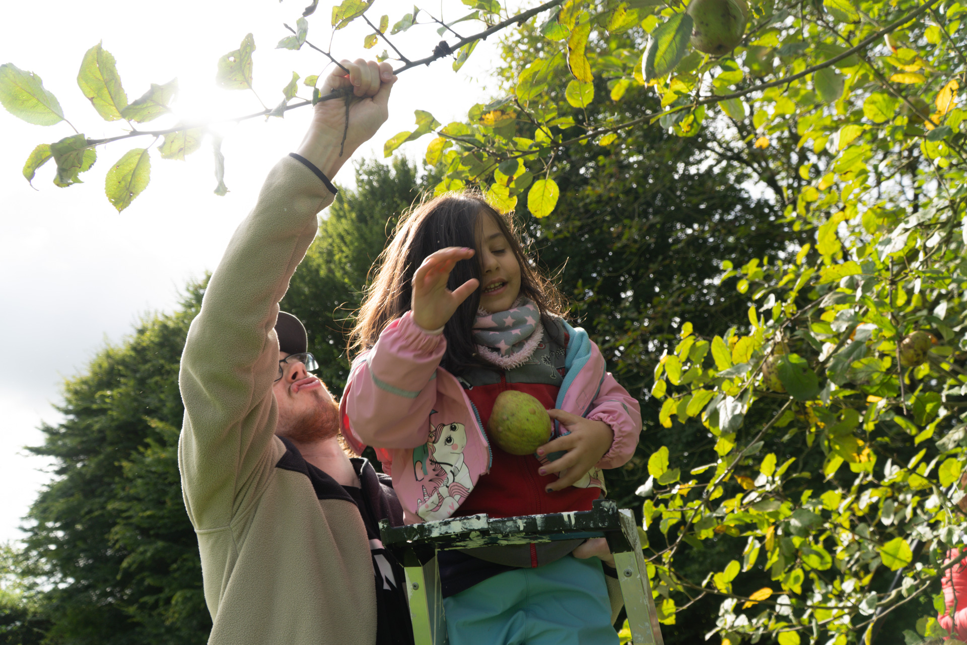 Ein Mann hilft einem Mädchen auf einer Leiter, um Äpfel vom Baum zu pflücken.