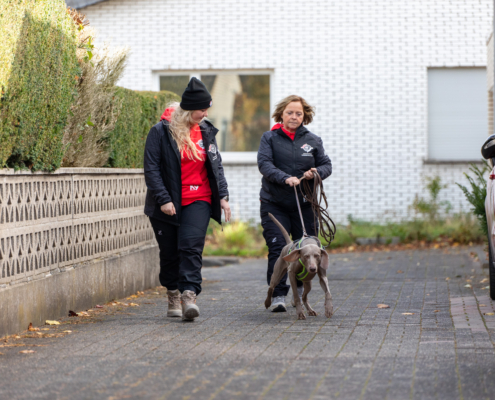 Eine Frau geht mit ihrem Hund spazieren. Sie tragen beides Sportkleidung. Der Hund ist an einer Leine.