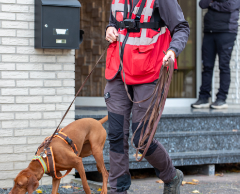 Ein Mann geht mit seinem Hund spazieren. Der Hund zieht an der Leine.