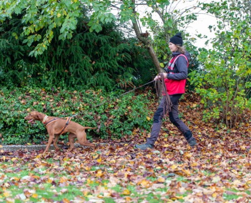 Eine Frau geht mit ihrem Hund im Wald. Es liegen viele Blätter auf dem Boden.