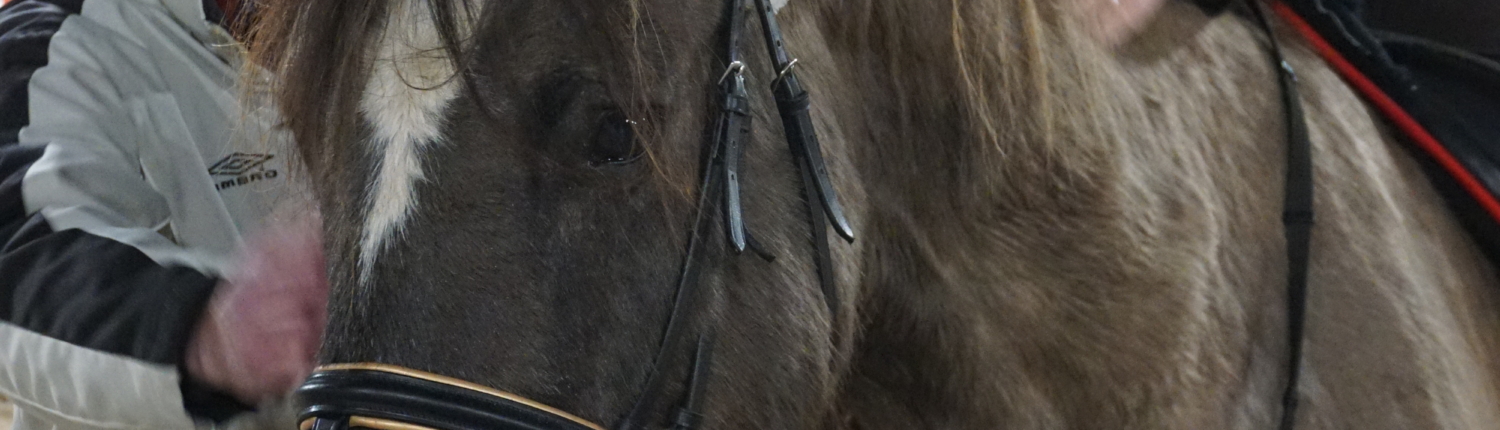 Ein Mann sitzt auf einem Pferd. Er trägt eine Mütze. Das Pferd hat einen Zaumzeug an.